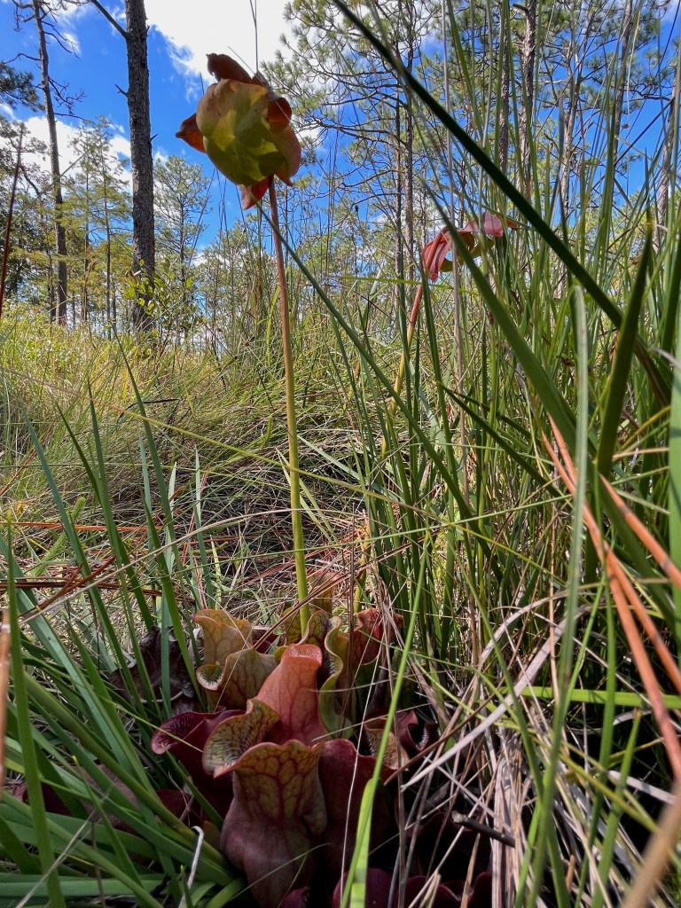 This image has an empty alt attribute; its file name is img_2020.jpeg