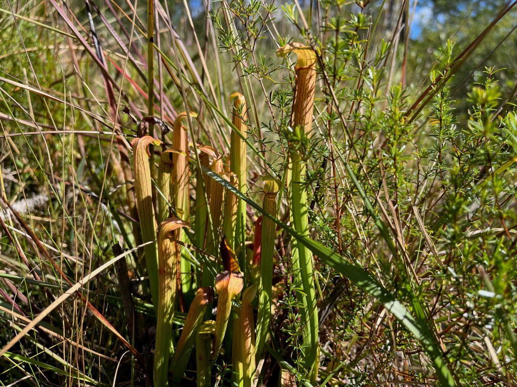 This image has an empty alt attribute; its file name is img_2111.jpeg