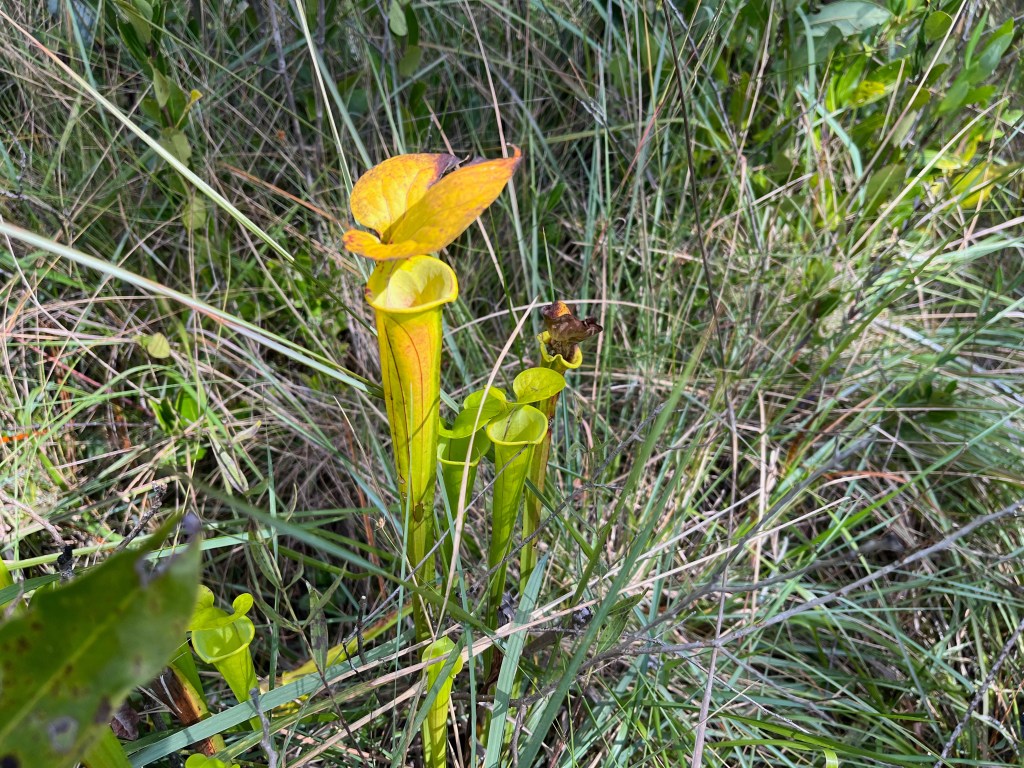 This image has an empty alt attribute; its file name is img_2118-1.jpeg