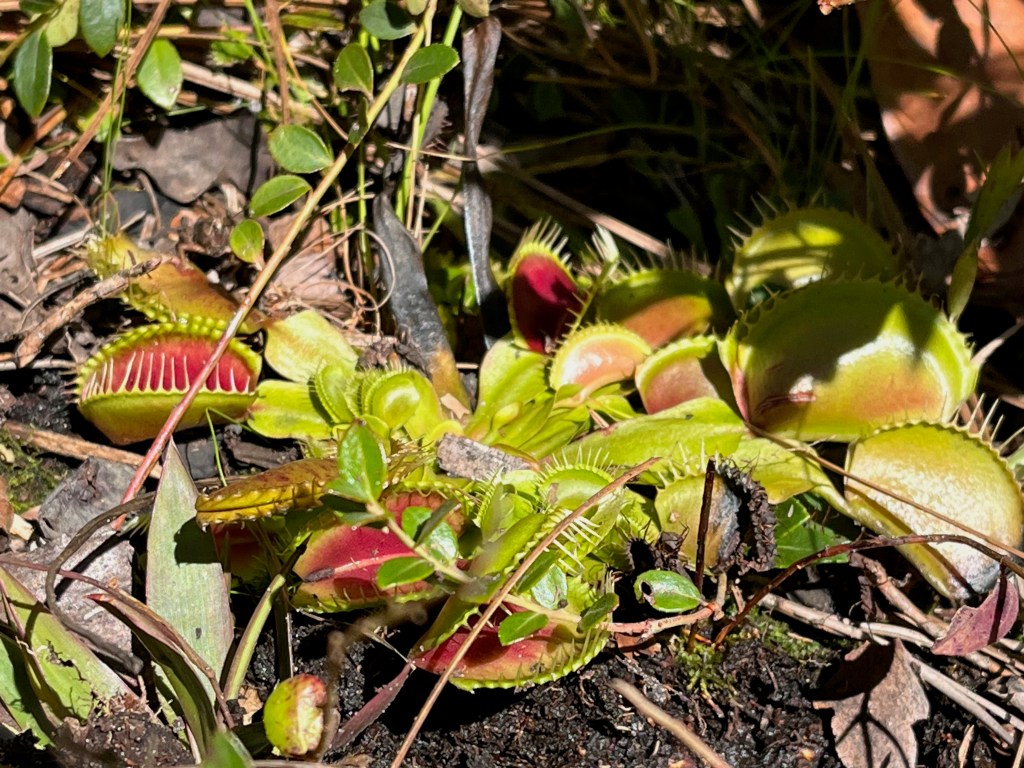 This image has an empty alt attribute; its file name is img_2185-1.jpeg